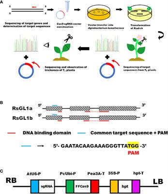 CRISPR/Cas9-mediated genome editing of RsGL1a and RsGL1b in radish (Raphanus sativus L.)